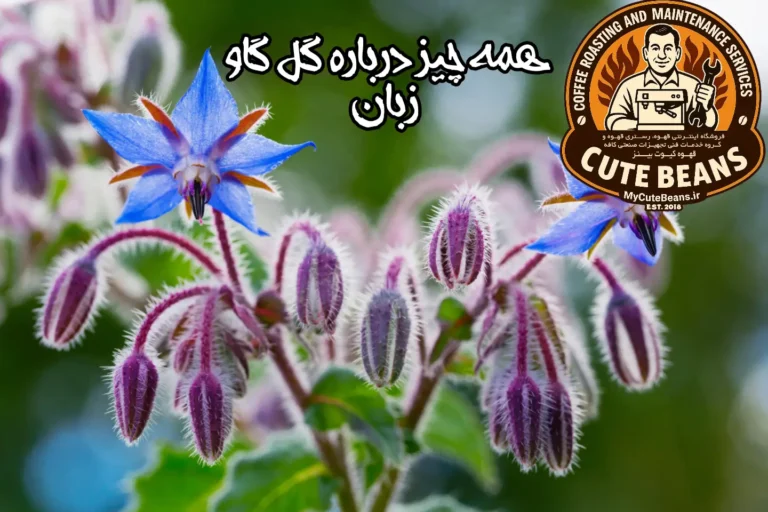 همه چیز درباره گل گاو زبان
