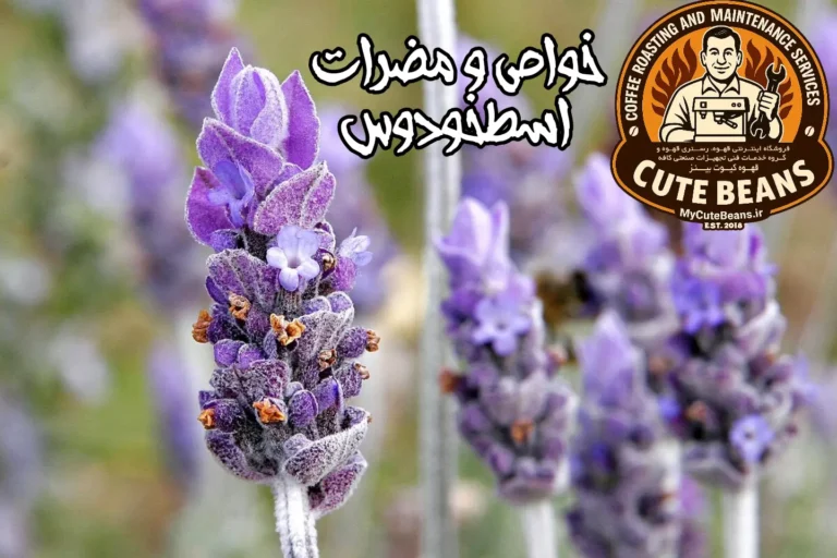 خواص اسطخودوس و مضرات اسطخودوس