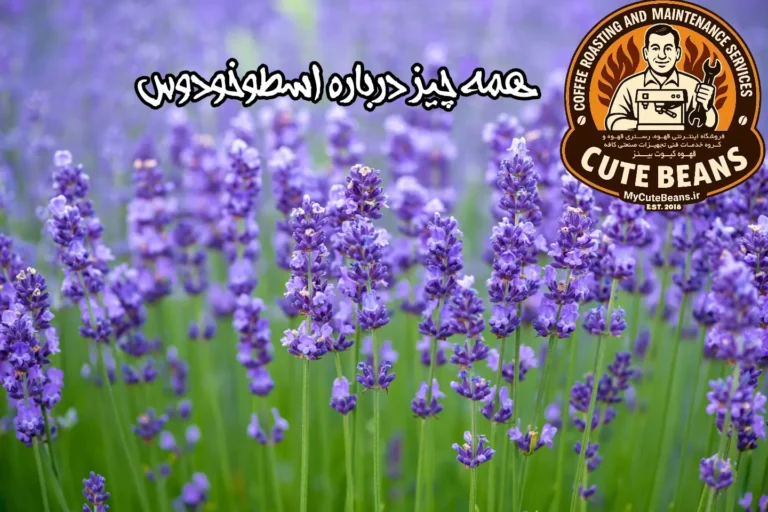 همه چیز درباره اسطخودوس