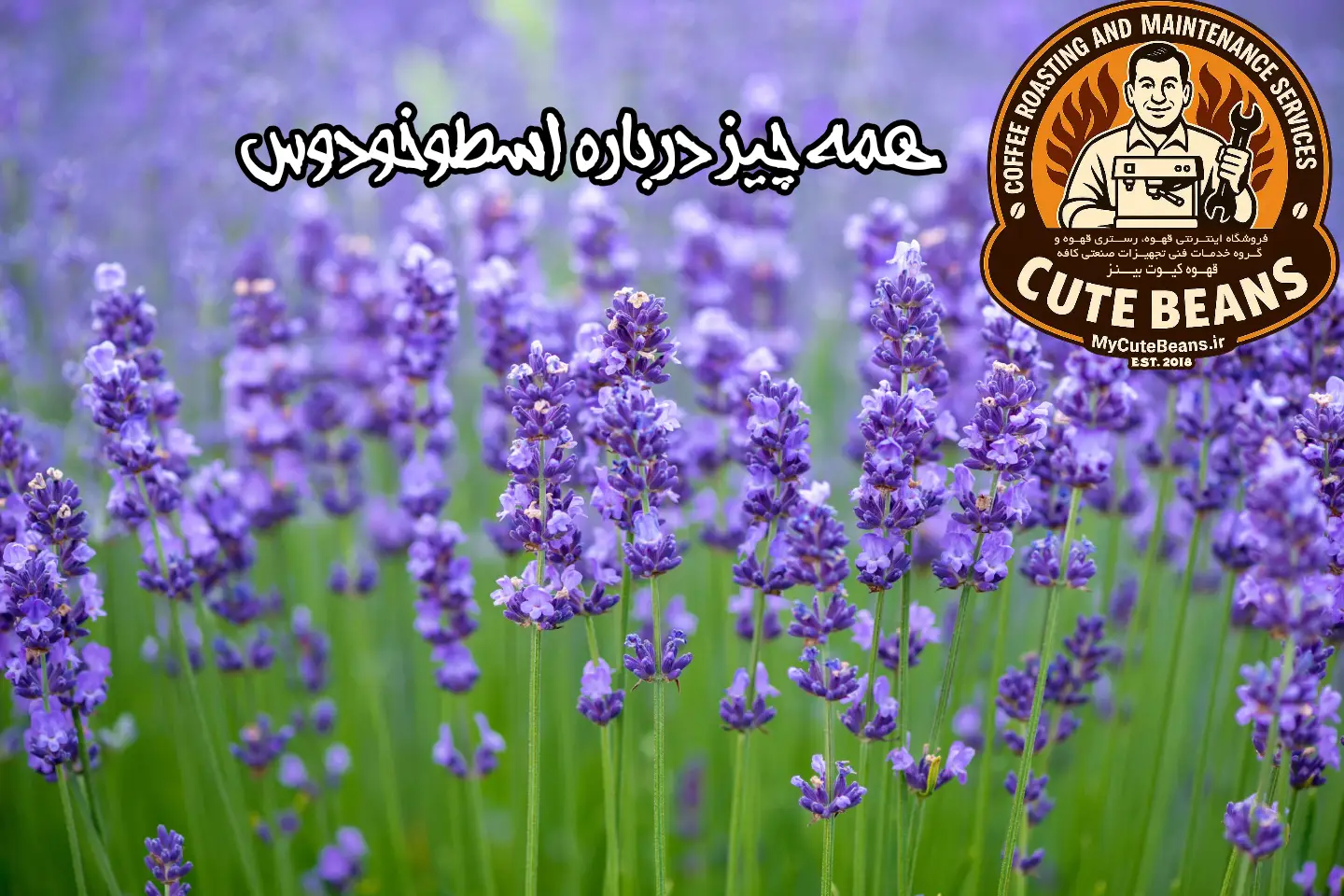همه چیز درباره اسطخودوس