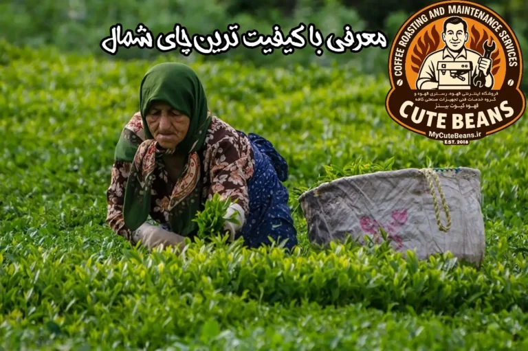 معرفی با کیفیت ترین چای شمال (چای منطقه اشکورات)